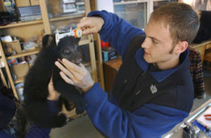 Man measuring a bear cub