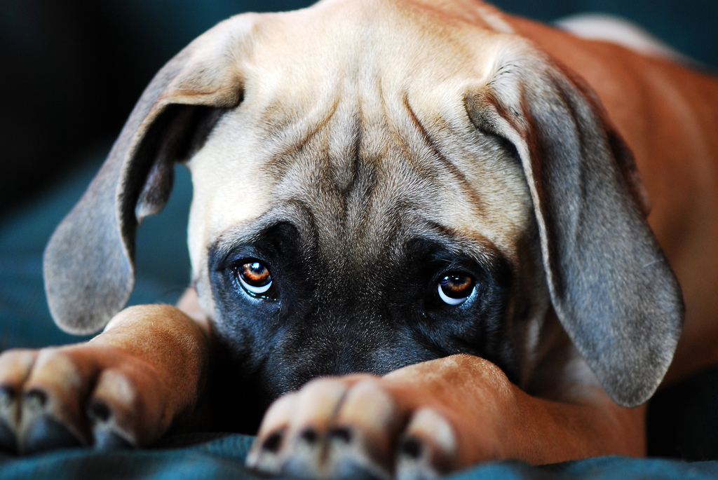 What Are You Doing to Help Animals Right NOW? – Corey Lee Wrenn, . What Are You Doing to Help Animals Right NOW? – Corey Lee Wrenn, .