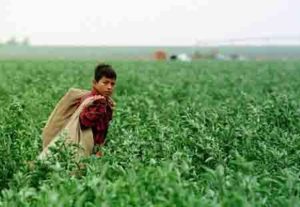 Chris Nino, 11, carries empty pepper bags across a Plainview, Texas, field Sept. 21, 1997. Workers like Chris may earn as little as $1.20 per full bag of chili peppers. (AP Photo/Pat Sullivan)