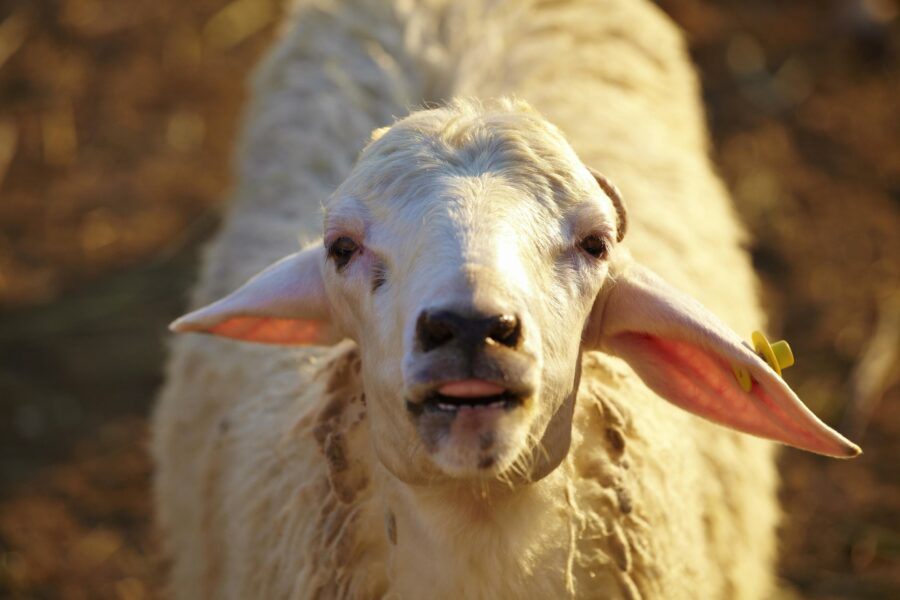 Banning Live Export in Australia